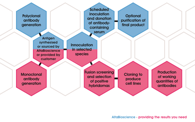 Monoclonal and polyclonal process